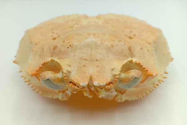 snow crab shell